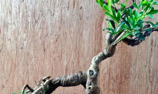 金雀为什么是盆景四大家之首（四大盆景是哪四大盆景）