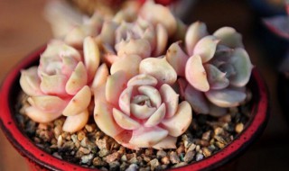 露娜莲怎么种 露娜莲怎么种好看