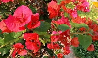 光叶子花的寓意 光叶子花象征着什么意义