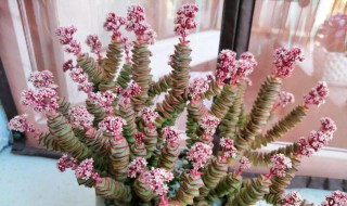 钱串子下半截干枯 钱串子下半截干枯补救措施