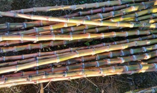 甘蔗头尾红了没红的部分还能吃吗 甘蔗头尾红了没红的部分还能吃吗视频