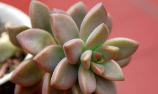 姬胧月叶子接连干瘪还能活吗 姬胧月底部叶片软软的是怎么回事