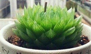 樱水晶的繁殖方法（樱水晶的繁殖方法图解）