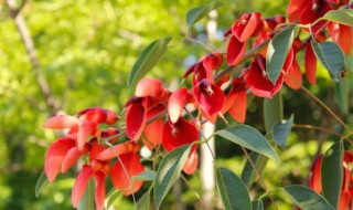 鸡冠刺桐的花语（鸡冠刺桐花的花语）