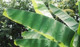 芭蕉树在冬天为什么要砍了 芭蕉树在冬天为什么要砍了再栽