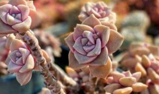 玉蝶冬天怕冷吗（玉蝶冬天怎么养）