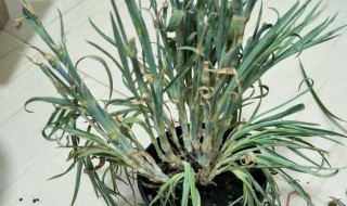 麒麟冻伤了还能活吗 麒麟冻伤了还能活吗视频