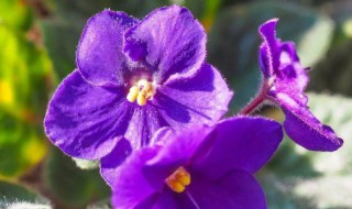 紫罗兰的寓意和象征 紫罗兰紫罗兰