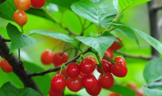 樱桃树零下多少度会冻死（樱桃树零下多少度会冻死呢）