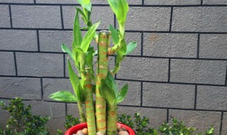 富贵竹茎皱还能活吗(富贵竹根茎变皱怎么办)