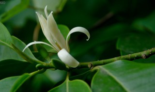 白兰花被冻了怎么办 白兰花被冻了怎么办还能活吗