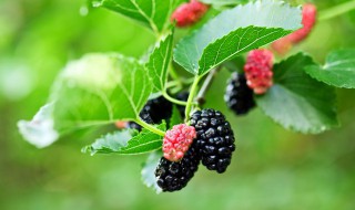 桑葚树怎么修剪（桑葚树怎么修剪视频）