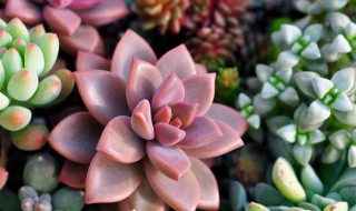 姬胧月叶子软怎么办(姬胧月多肉叶子软巴巴的是什么原因)