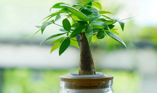 发财树叶子发黄怎么补救 发财树用啤酒养才茂盛