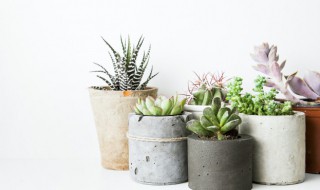 多肉叶子变软变皱怎么办 多肉叶片变软发皱