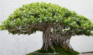 榕树受冻了怎么补救 榕树叶子冻了怎么补救