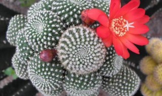 子孙球怎么繁殖 子孙球种子种植方法