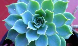 宝石花的养护方法 宝石花的养殖方法和注意事项