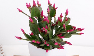 盆栽蟹爪兰的养殖方法和注意事项 蟹爪兰的种植方法及养护