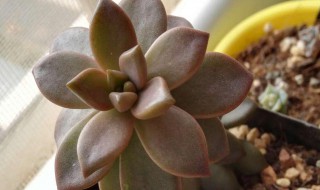 姬胧月的特点 胧月姬胧月