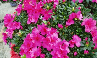 杜鹃花怎么浇水（杜鹃冬天怎么浇水）