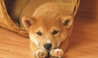 防止狗叫的嘴套有用吗 嘴套可以防止狗叫吗