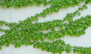 爬山虎的毒性有多大(最旺宅的爬藤植物)