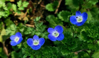 阿拉伯婆婆纳什么时候开花 阿拉伯婆婆纳的花期