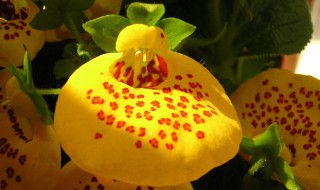 荷包花的繁殖方法（荷包花的繁殖方法和技巧）