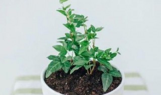 荷包花的扦插繁殖方法 荷包牡丹扦插方法