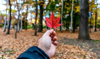 秋游注意哪些事项（秋游注意什么的事项）