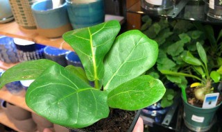 琴叶榕冻了还能活吗 琴叶榕冻了什么样