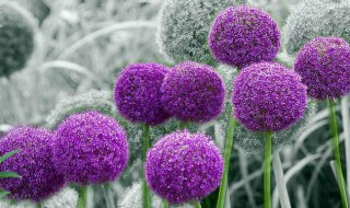 大花葱北方可以室外越冬吗(大花葱北方可以室外越冬吗)