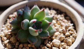 吉娃莲的养殖方法和注意事项（吉娃娃的养殖方法和注意事项）