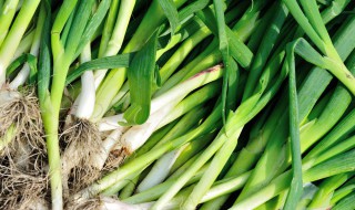 如何加快大蒜生长速度（如何加快大蒜生长速度的方法）