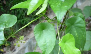 双子叶植物的主要特征 双子叶植物的主要特征A多直根系