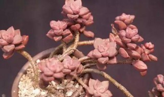 姬胧月夏天可以换盆吗 姬月季换盆后可以浇水吗