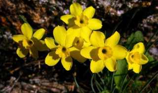 长寿花寓意及花语 长寿花寓意及花语图片