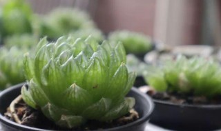 姬玉露冬天水积在盆里好吗（玉露冬季服盆）