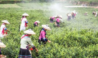 莓茶是什么 莓茶是什么味道