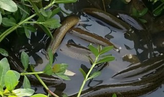 怎么养殖黄鳝 黄鳝怎么养殖长得快