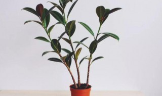 不怕冻不用打理的绿植（绿植怕冻吗）