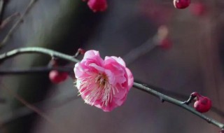 梅花的介绍以及特点（梅花的样子,颜色,气味,其他）