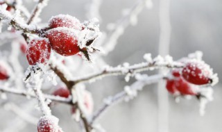 描写冬天景色的好词好句摘抄（描写冬天景色的好词好句摘抄二年级）