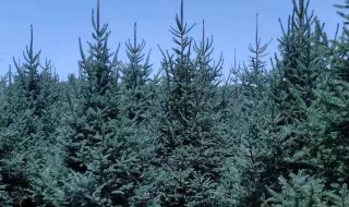云杉掉松针 云杉松针一碰就掉