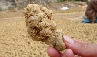 买三七怎么挑选 买三七怎么挑选好的