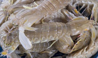 皮皮虾怎么挑选 皮皮虾怎么挑选肉多的