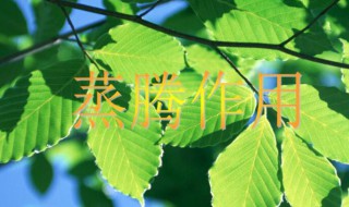 蒸腾和蒸发的区别在哪（蒸发和蒸腾是一个概念吗）