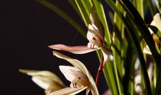 兰花变异的七个特征（兰花变异的七个特征惠兰的千手观音图片）