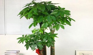 发财树怎么挑选（发财树买什么样的最好）